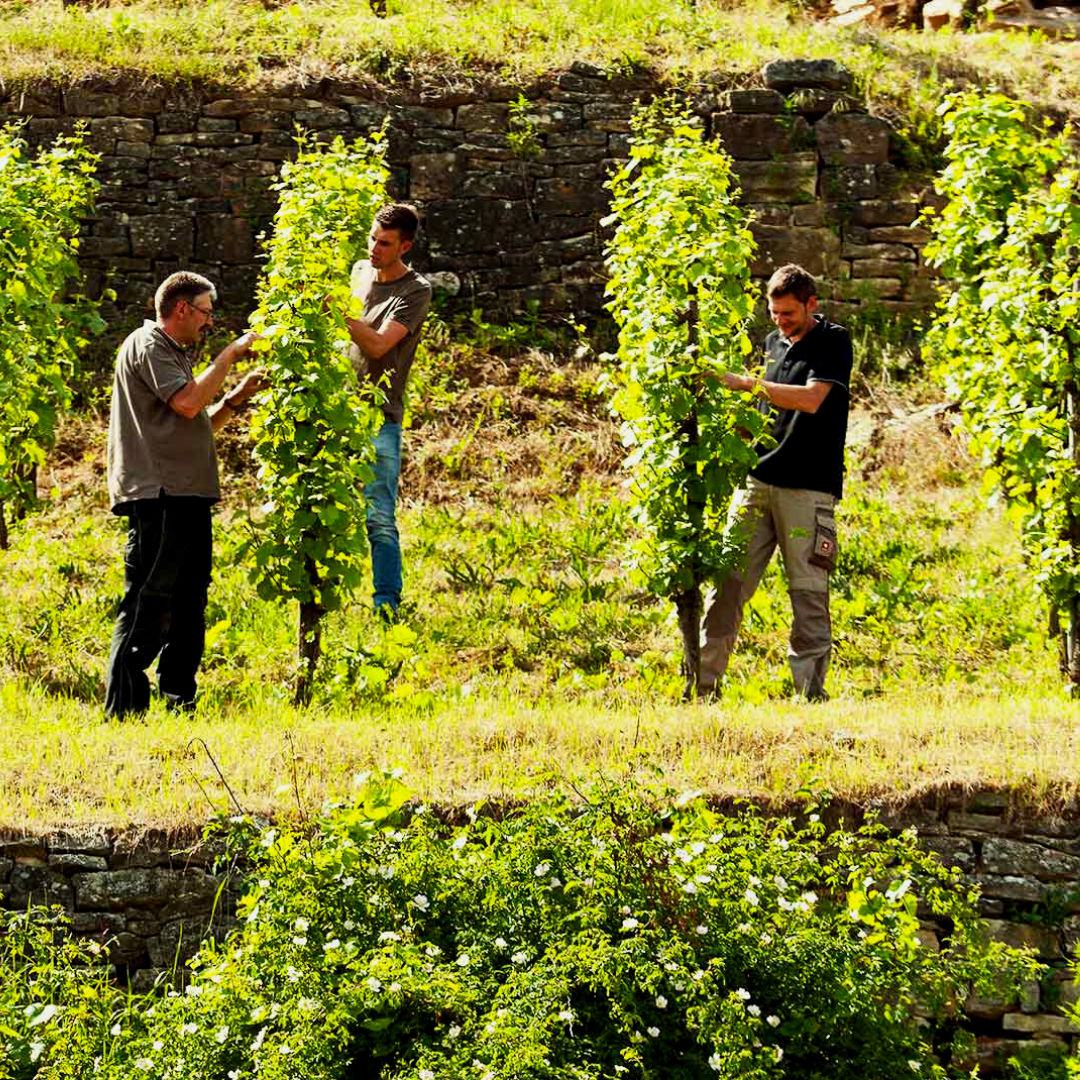 Zehnthof Luckert: Weltklasse Weißweine aus Franken