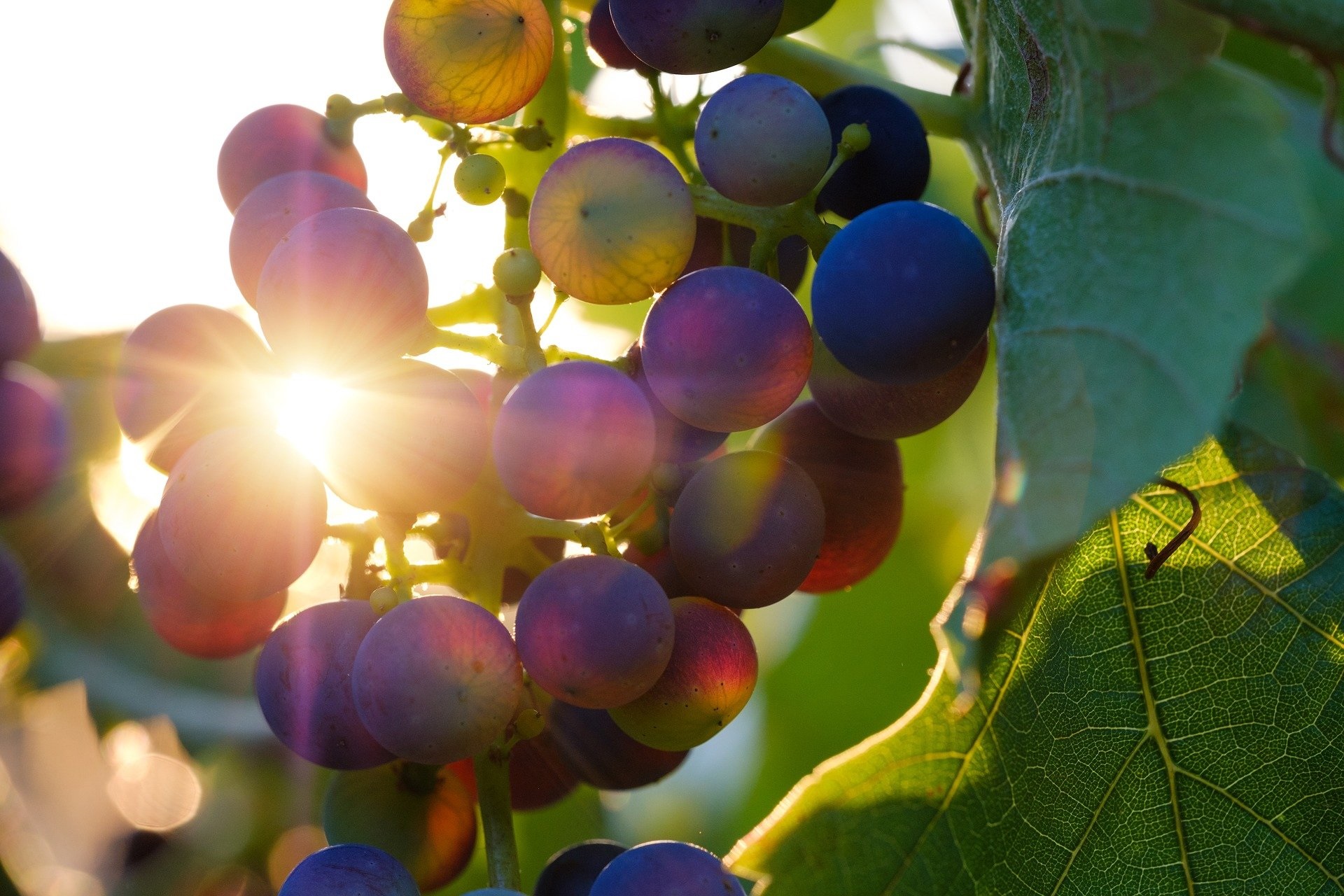 Traumstoff Syrah