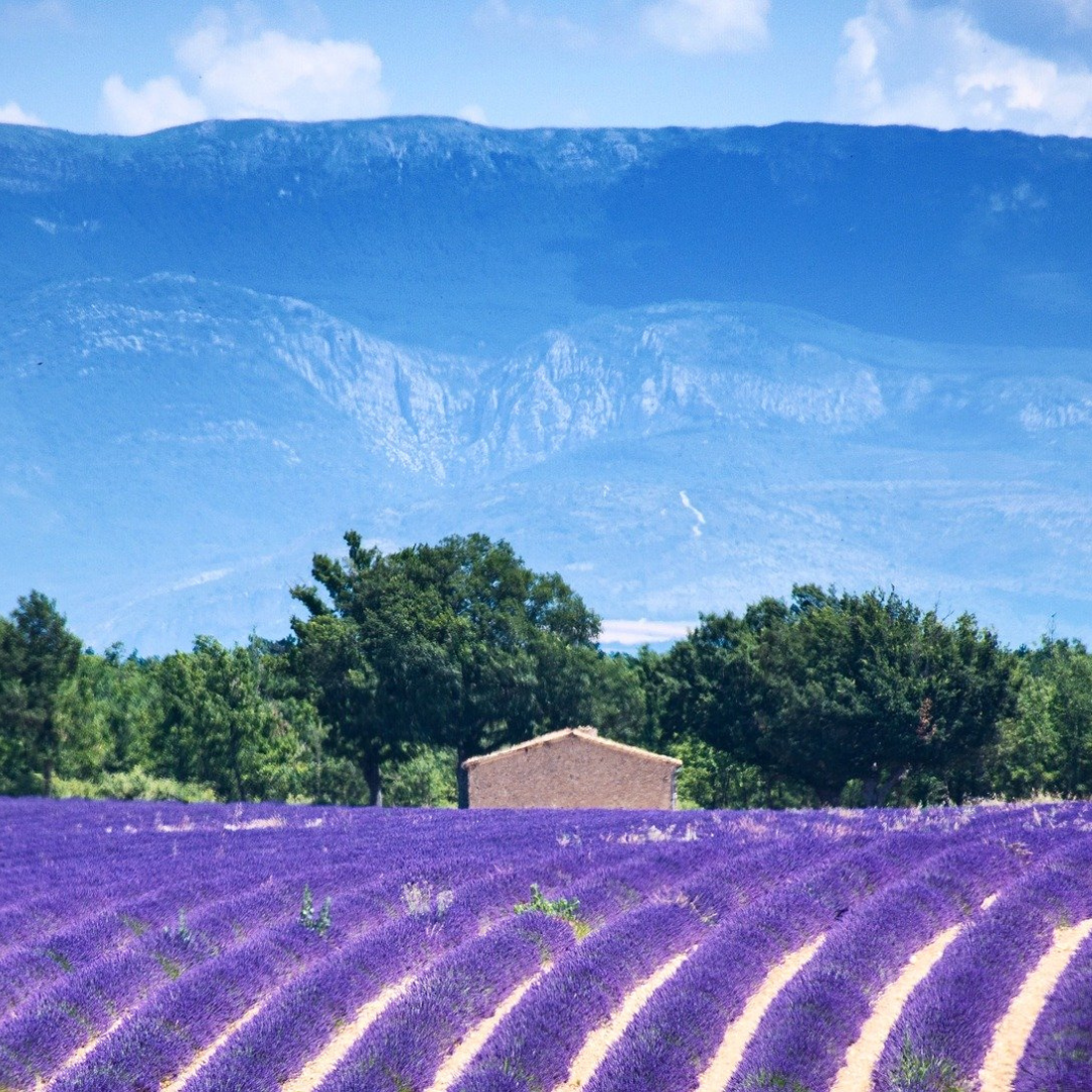 La vie en Rosé