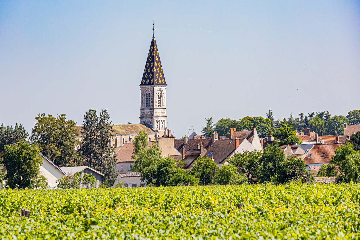 Pinot noir von der Côte de Nuits 