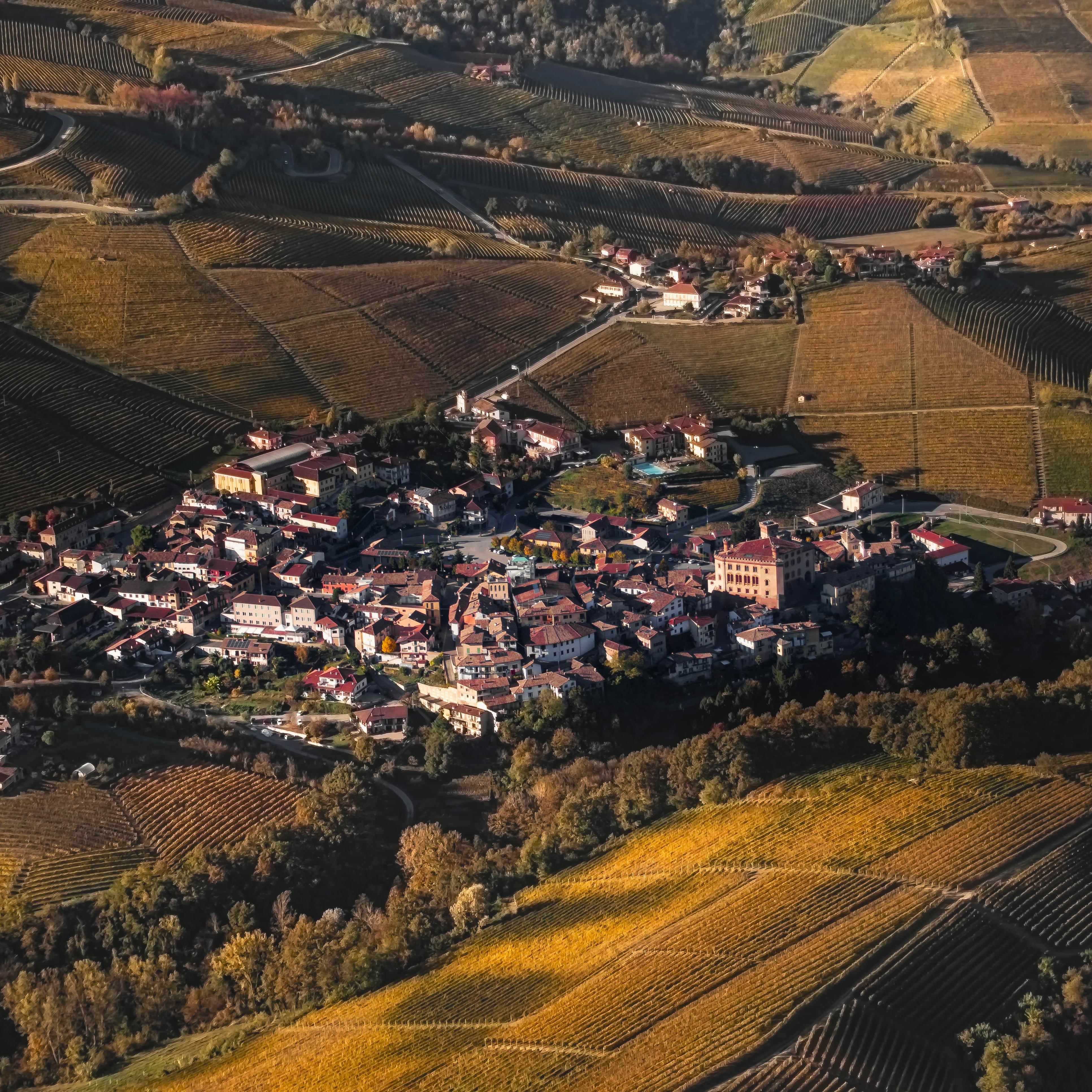 Nebbiolo, ein König der Rotweine 