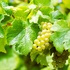 Deutsche Spitzen-Chardonnays