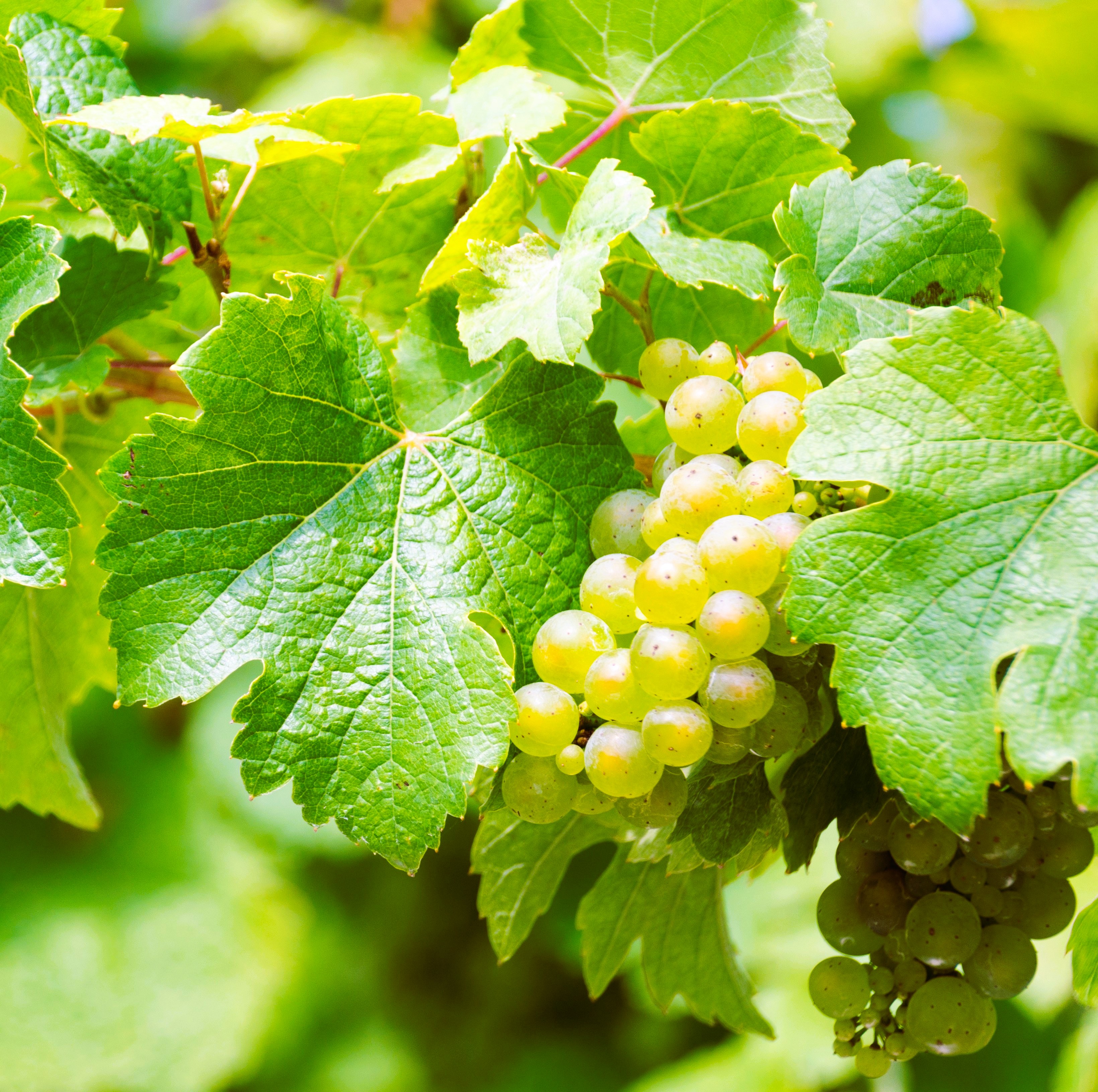 Riesling 2020