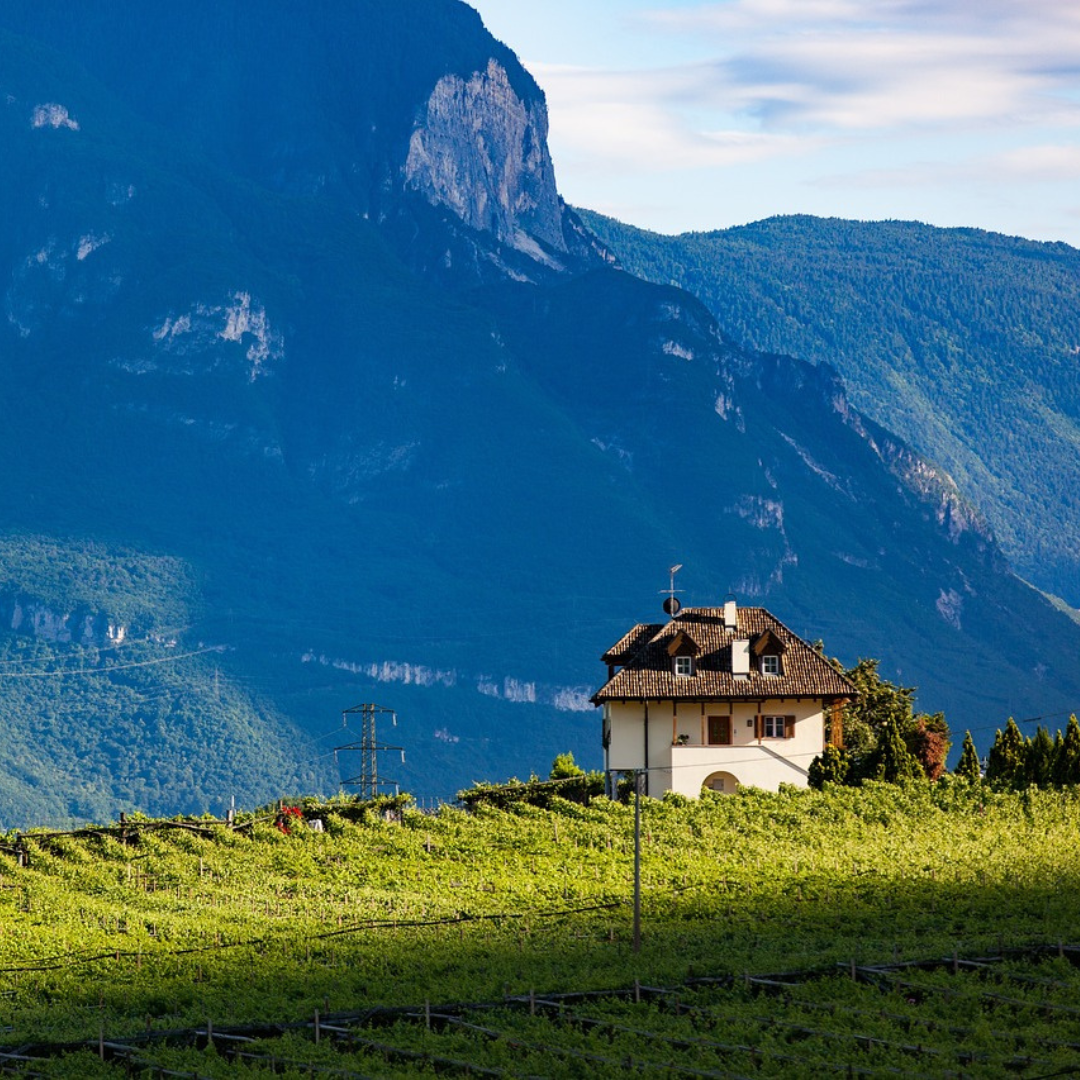 Vini& Pasta: Südtirol, Weine von Berg und Tal