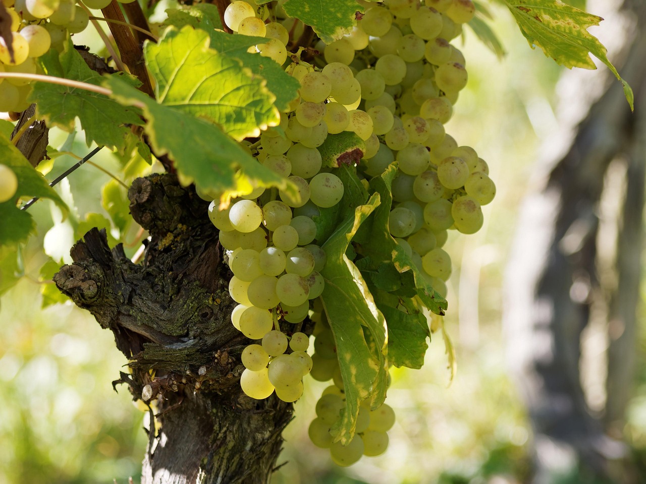 Bedeutende Chardonnays aus Deutschland